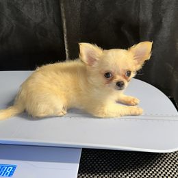 Hazel - Cream and white female Chihuahua puppy in Palmyra, Indiana from Country Star Chihuahuas