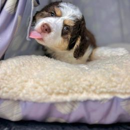 Bernedoodle Puppies from Bernedoodle Bunch