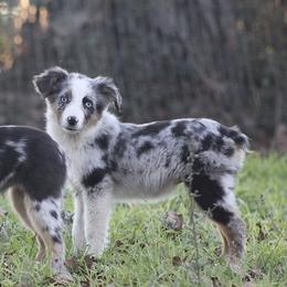 Australian Shepherd Puppies from Smokin K Aussies