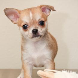 Muse - Blue fawn male Chihuahua puppy in Portland, Oregon from PNW Toy Breeds