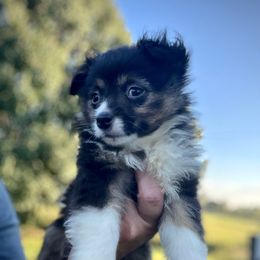May - Black tri female Miniature American Shepherd puppy in Clinton, Missouri from Mockingbirds American Minis