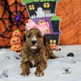 Apple's Light Pink Girl - Red  female Goldendoodle puppy in Kountze, Texas from Texas Doodles LLC