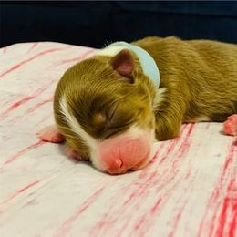 Australian Shepherd Puppies from REINVENTED.KENNELS