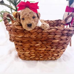 Goldendoodle Puppies from Proctor’s Petite Goldendoodles
