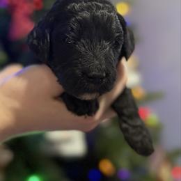 Cupid - Black female Goldendoodle puppy in Howard City, Michigan from Doodles and Chaos