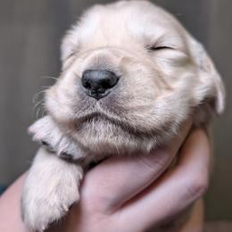 Golden Retriever Puppies from Loposky Goldens