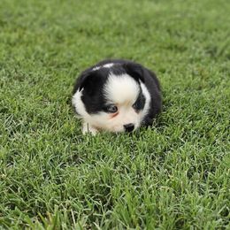 Jade - Black & white female Miniature Australian Shepherd puppy in Owensboro, Kentucky from JnT's Bluegrass Mini Aussies