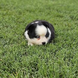 Jade - Black & white female Miniature Australian Shepherd puppy in Owensboro, Kentucky from JnT's Bluegrass Mini Aussies
