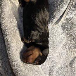 Dachshund Puppies from Hot Diggity dogs
