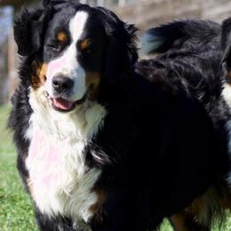 Tilly - Bernese Mountain Dog