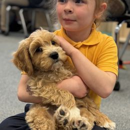 Australian Labradoodle Puppies from Maple Lane Australian Labradoodles