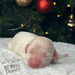 Frosty - Cream male Dachshund puppy in Payette, Idaho from NT Mini Doxies