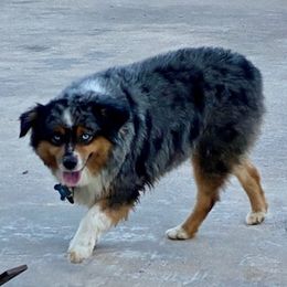 Miniature Australian Shepherds from Diamond R Aussies