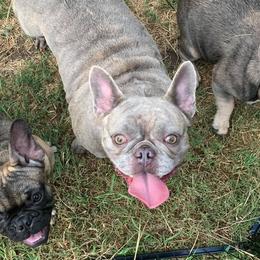 French Bulldogs from Unrivaled Kennels Inc.