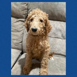 Abraham AKC - Red  male Poodle puppy in Harrisburg, Arkansas from Ransone’s Ridge Runners Poodles and Doodles