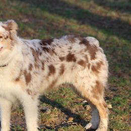 Lily - Australian Shepherd