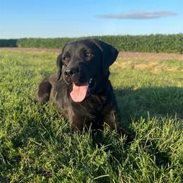 Labrador Retriever puppies from Reniers Labrador Retrievers