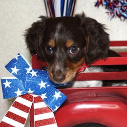 Sam- AKC Limited - Chocolate and tan male Dachshund puppy in Corbin, Kentucky from White River Valley Kennel
