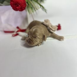 Lilly - Caramel red female Australian Labradoodle puppy in Auburn, California from Poodles and Labradoodles breeder