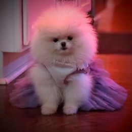 Pomeranian Puppies from Kouture Pomeranians