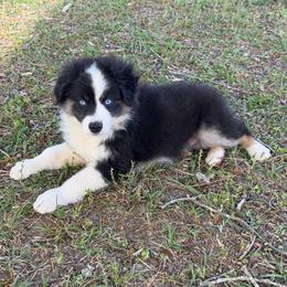 Moose - Black tri male Miniature Australian Shepherd puppy in Baker, Florida from East to Western Aussies