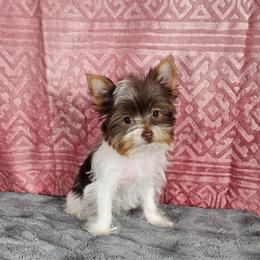 Pup 4 - Parti female Yorkshire Terrier puppy in Polk City, Florida from Yorkies by Casey