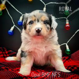 Opal - Blue merle female Australian Shepherd puppy in Petersburg, Indiana from Royal Aussie’s