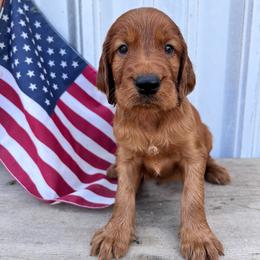 Navy - Mahogany male Irish Setter puppy in Dayton, Pennsylvania from Sunset Acres Setters