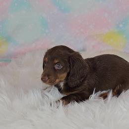Dachshund Puppies from Newbern's Nuggets