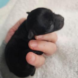 Ebony - Black and white female Chihuahua puppy in Springfield, Missouri from Casadelopez Tails