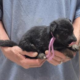 Girl 3 - Black and tan female German Shepherd puppy in Lake George, Colorado from High Country German Shepherds