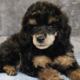 Purple Collar - Brindle female Poodle puppy in Poplar Grove, Illinois from Awesome Paws