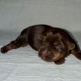 Zoey - Parti Yorkshire Terrier puppy in Walker, Louisiana from Precious Yorkies