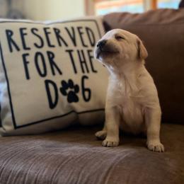 Sweetie - Yellow female Labrador Retriever puppy in Sweet Home, Oregon from Knotty Creek Labradors