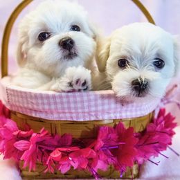 Maltese and Maltipoo Puppies from Chez Lexi Kennels