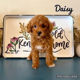 Calla - Red  female Poodle puppy in Morehead, Kentucky from Paw Perfect Pets