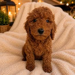 Daisy - Red  female Goldendoodle puppy in Warrensburg, Missouri from Supreme Doodles