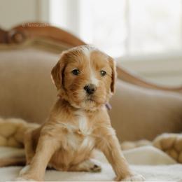 Pecan - Red  female Goldendoodle puppy in Hiddenite, North Carolina from Rose and Reid Doodles