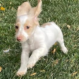Dolly - Dachshund