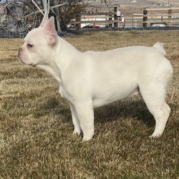 French Bulldog Puppies from QueenBFrenchies