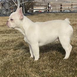 French Bulldog Puppies from QueenBFrenchies