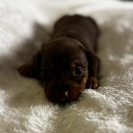 Maverick - Chocolate and tan male Dachshund puppy in Glen Saint Mary, Florida from 🍯 Honey Pot Dachshunds 🐾