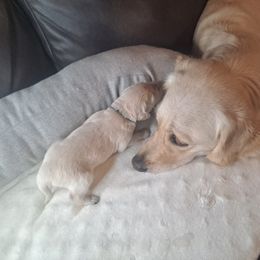 Golden Retriever Puppies from Mountain Sky Goldens