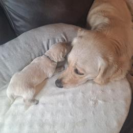 Golden Retriever Puppies from Mountain Sky Goldens