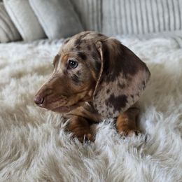 Reeses peices - Dapple male Dachshund puppy in Price, Utah from Stone Kennels
