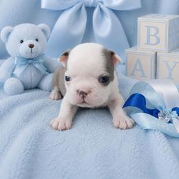 Blue Boy - Blue male Boston Terrier puppy in San Antonio, Texas from JT Bostons