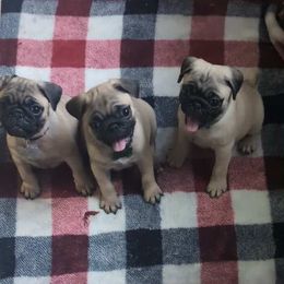 Pug Puppies from Lisa's Pugalicious Pugs