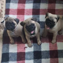 Pug Puppies from Lisa's Pugalicious Pugs