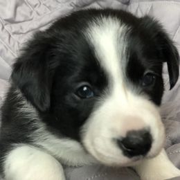 Border Collie Puppies from Poteet Pups