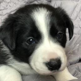Border Collie Puppies from Poteet Pups